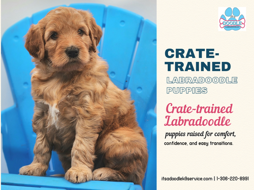 crate trained labradoodle puppies.png
