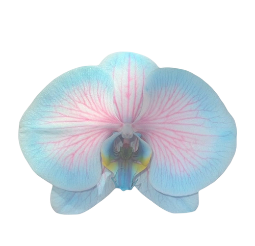 a039be24c43c34f484ccf132f6d5b7c8.png