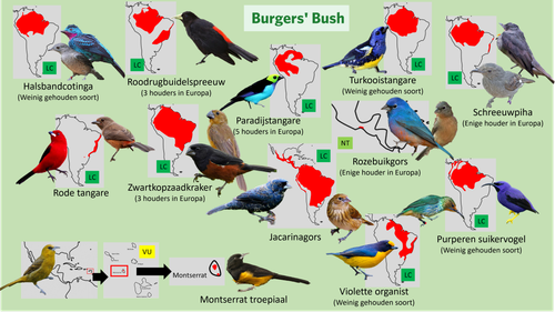 Bush (Loslopers 1).png