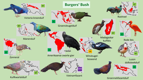 Bush (Loslopers 2).png