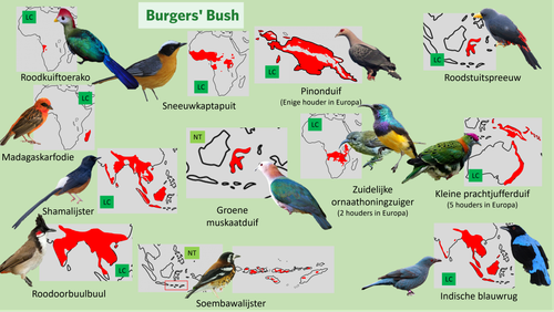 Bush (Loslopers 3).png