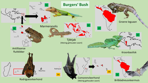 Bush (Loslopers 4).png