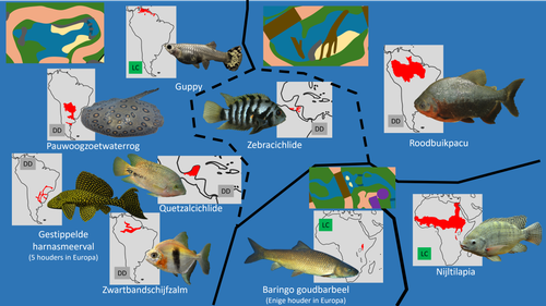 Bush (Waterdieren).png