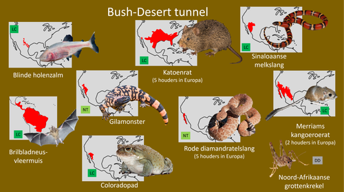 Desert (Grotten).png