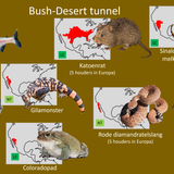 Desert (Grotten)