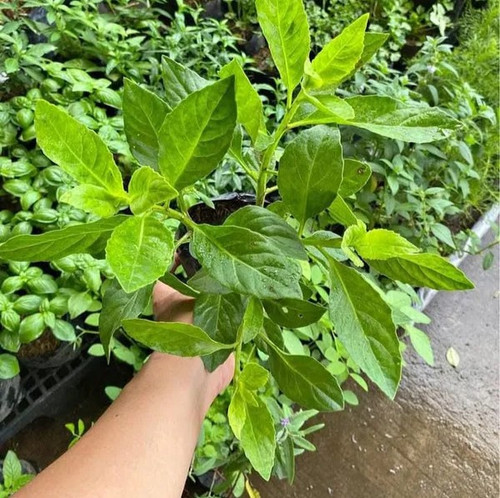 Healthy Gurmar Madhunashini Plant Ayurvedic Sugar Destroyer Herbal Plant For Home Garden Pack Of 1 O.jpg