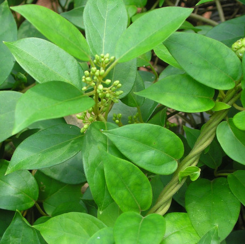 Gymnema sylvestre R.Br Flickr lalithamba.jpg