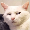 IMG 2127.png
