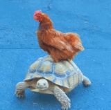 birdturtle.3