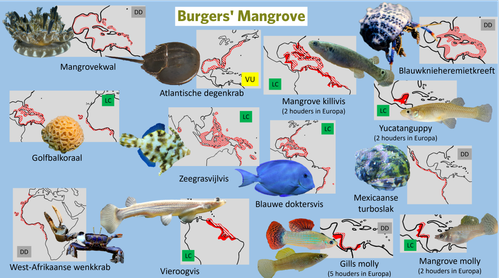 Mangrove (Moddervlakte).png