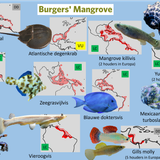 Mangrove (Moddervlakte)