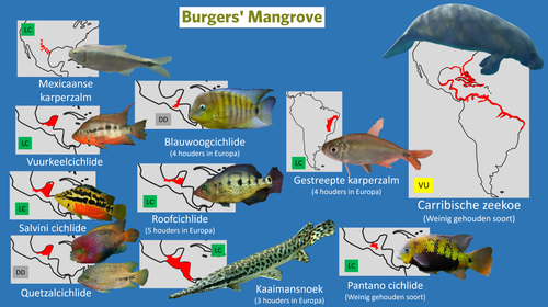 Mangrove (Zeekoeienkreek).png