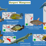 Mangrove (Zeekoeienkreek)