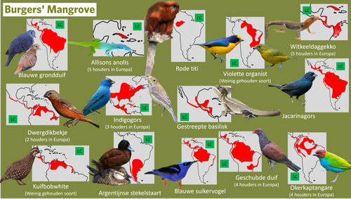 Mangrove (Loslopers).png