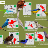 Mangrove (Loslopers)