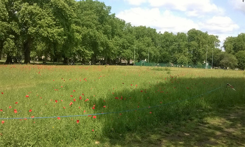 park 2025.jpg