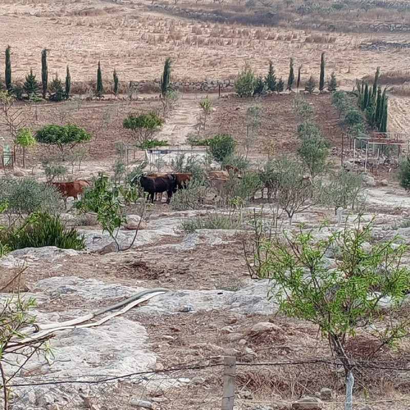 صورة | الاستيطان الرعوي في خلة الحمص بمسافر يطا جنوب الخليل....