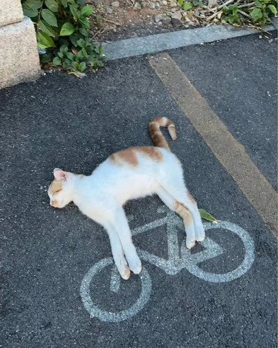 50 Hilarious Cat Moments Shared By This Instagram Page That Perfectly Capture Feline Chaos 6a3e3068d.jpg
