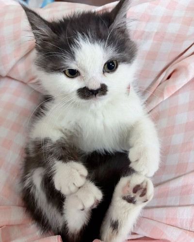 50 Hilarious Cat Moments Shared By This Instagram Page That Perfectly Capture Feline Chaos 6a3e30739.jpg