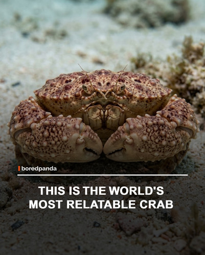 img facts.jpg