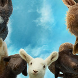 The Sheep Detectives