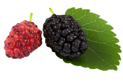 black mulberry white mulberry blackberry aronia melanocarpa blackberry a4573dd49a56a4b252edc464ce086.png