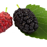 black mulberry white mulberry blackberry aronia melanocarpa blackberry a4573dd49a56a4b252edc464ce086