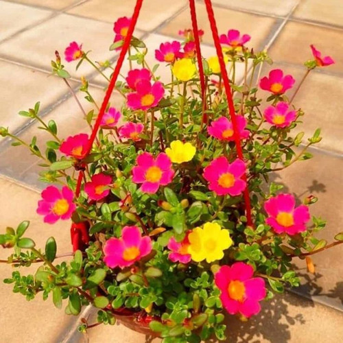 Portulaca Plant Care Growing Portulaca Flowers [Grandiflora].jpg