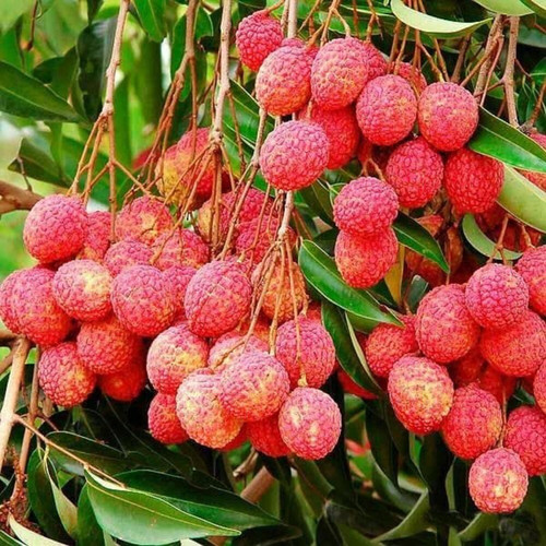 online plant bazar red litchi gr.jpg