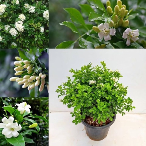 annual yes no madhu kamini plant.jpg