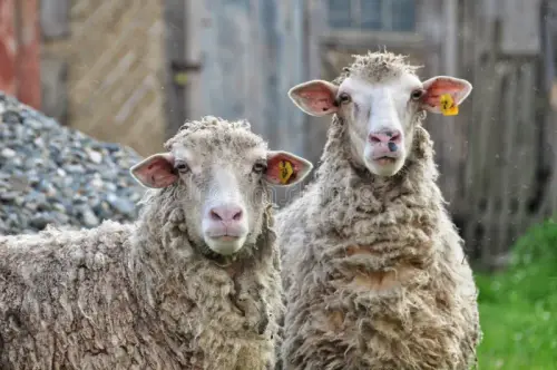 two sheep closeup background green meadows 56847575.webp