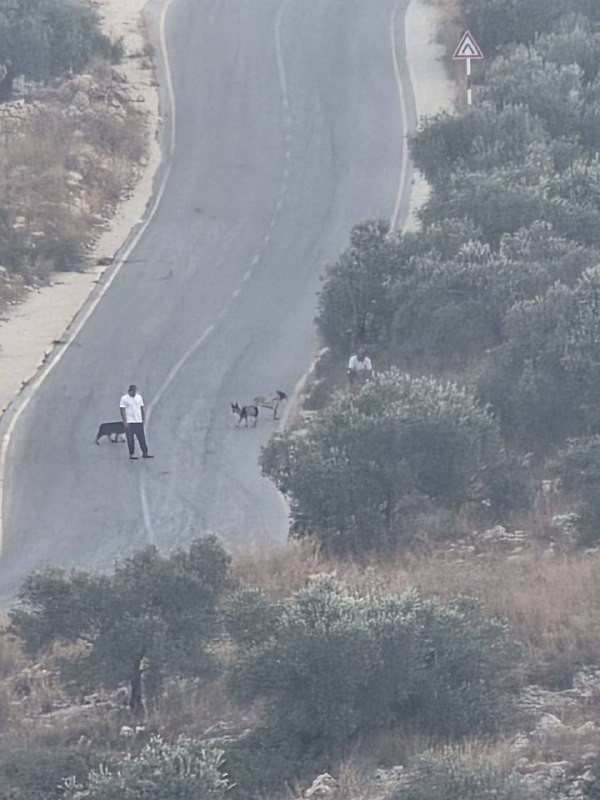 صورة الخبر