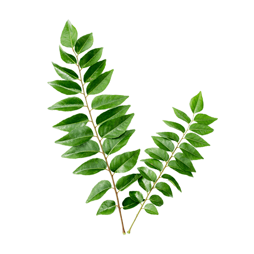 curry tree flavor health organic food leaves plant bc7bb3e80a93301f603252caf2bd26eb.png