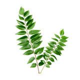 curry tree flavor health organic food leaves plant bc7bb3e80a93301f603252caf2bd26eb