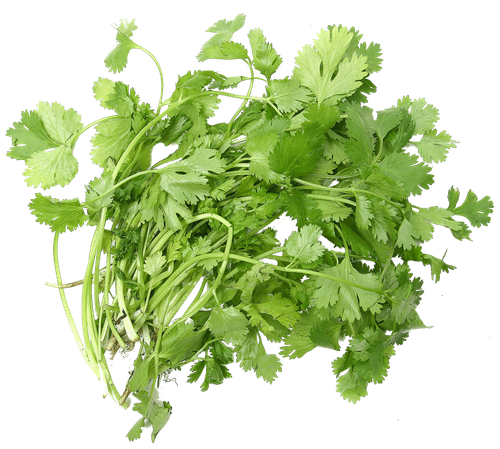 coriander ascorbic acid tea herb seed coriander d1b778751f7c686020ce1cadf78036da.png