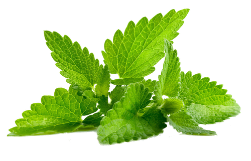 mentha spicata patchouli peppermint flavor mint png transparent 2c9b3572c5f070098d30160963bafee7.png