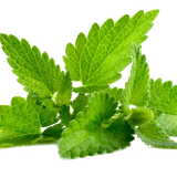 mentha spicata patchouli peppermint flavor mint png transparent 2c9b3572c5f070098d30160963bafee7