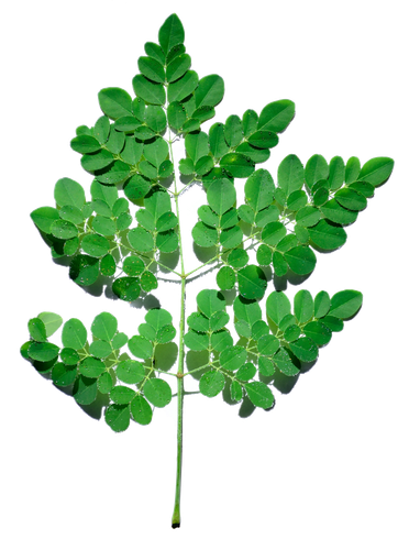 drumstick tree medicinal plants leaf moringa fcffeaefd77ea0d6653e2bd42cde4562.png