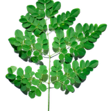 drumstick tree medicinal plants leaf moringa fcffeaefd77ea0d6653e2bd42cde4562