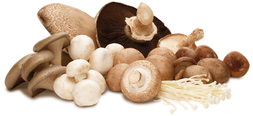 medicinal fungi edible mushroom lingzhi mushroom common mushroom mushroom b9d886c51c09580ab648000f4c.png