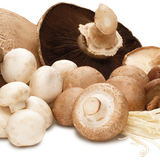 medicinal fungi edible mushroom lingzhi mushroom common mushroom mushroom b9d886c51c09580ab648000f4c
