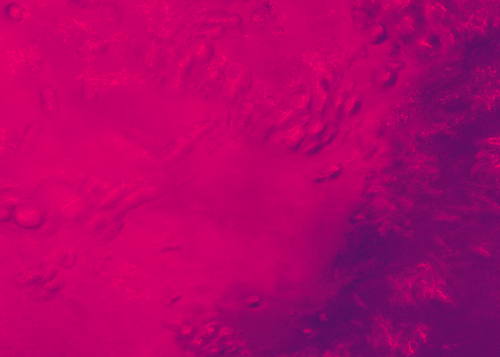 temp.png