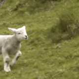 1000036157.gif