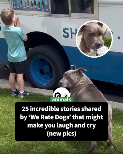community sharing stories we rate dogs (1).jpg
