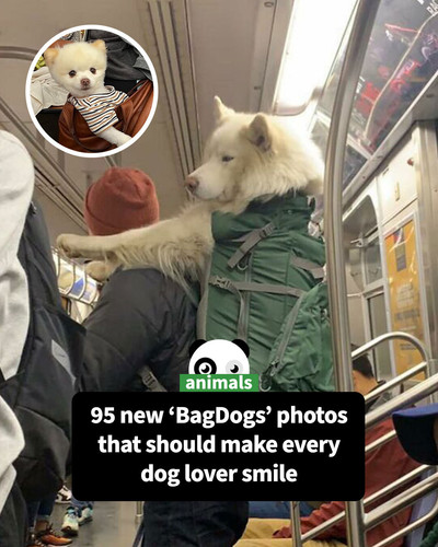 funny photos dogs in bags (1).jpg