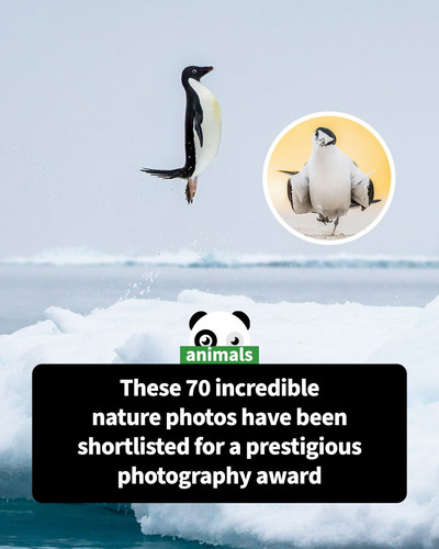 2026 nature photographer of the year shortlist australian geographic (1).jpg