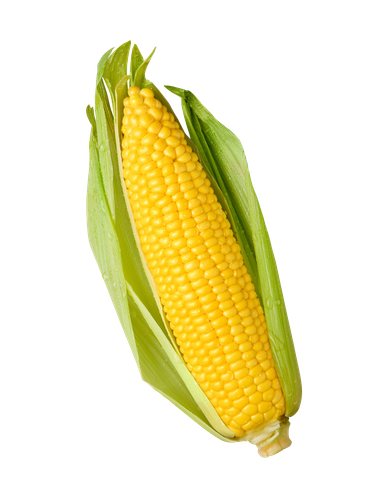 popcorn candy corn sweet corn corn kernel maize corn e23cc58aa221abd2851a552d720ed2d4.png