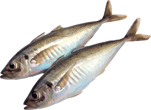 fish food sardine meat fish png 4fa8bbde1f1cd4736dddb36d04748bfc