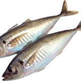 fish food sardine meat fish png 4fa8bbde1f1cd4736dddb36d04748bfc