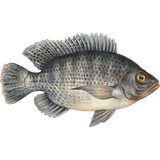 tilapia fish farming seafood watch fish 1dce011dda62bb2ee5c6dfbdfc3579c4.png